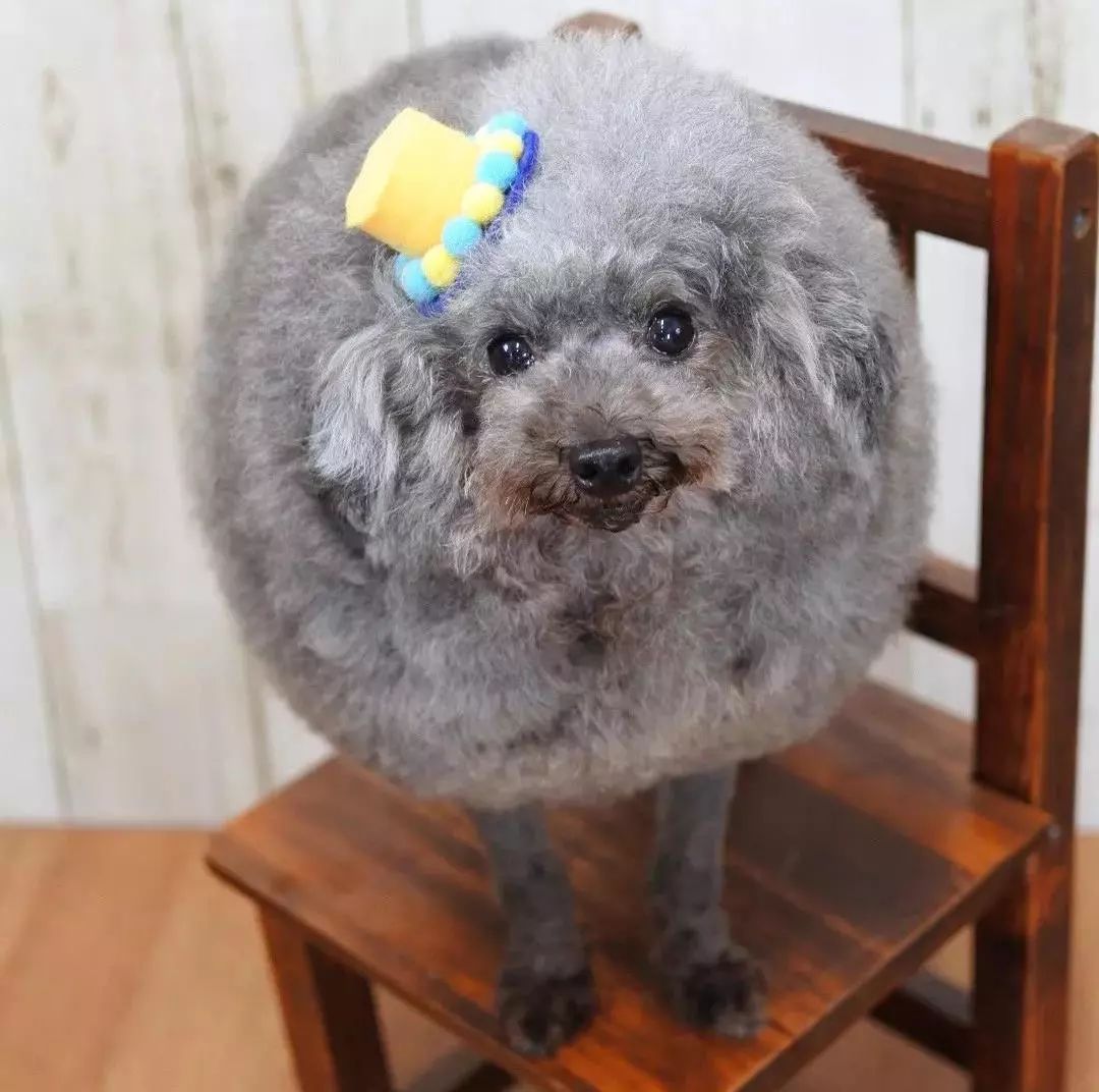 时尚前沿的“贵宾咩咩装”，到底是羊还是狗啊？