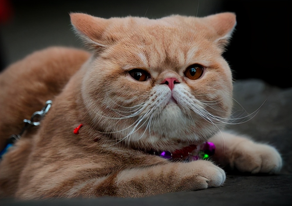 买猫好难,买猫最忌讳什么