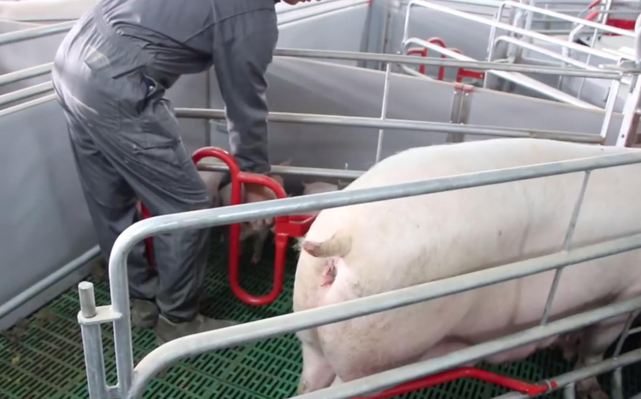 猪产床怎么设计,猪落地式产床