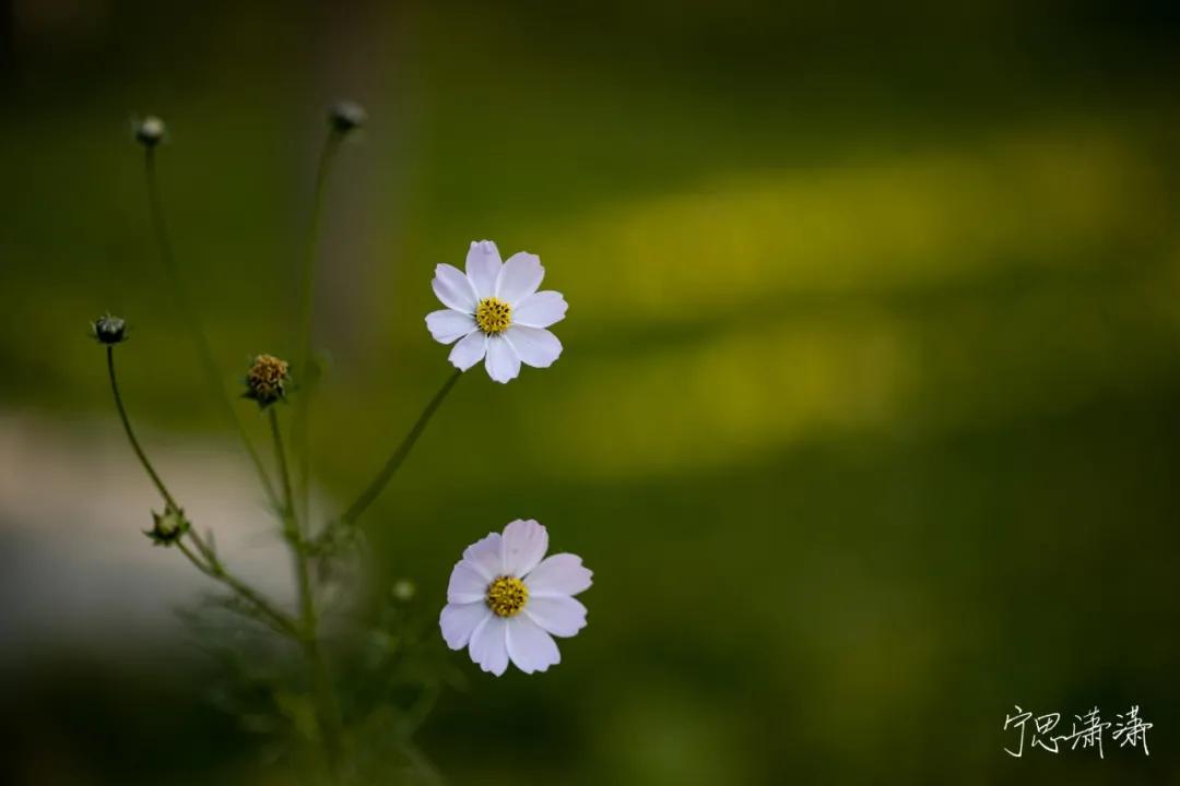 佳能全画幅微单是什么卡口,佳能rf卡口镜头今年还会出吗