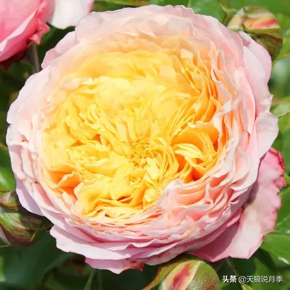 浪漫者的情怀，实用派的操作，一起来邂逅这8款法式月季