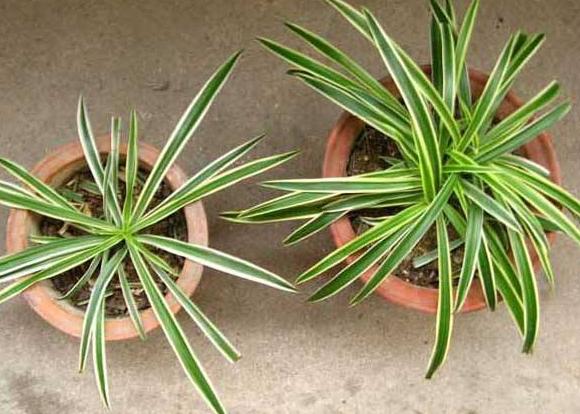 吊兰的养护方法和技巧,白玉金心吊兰和卷叶吊兰的区别