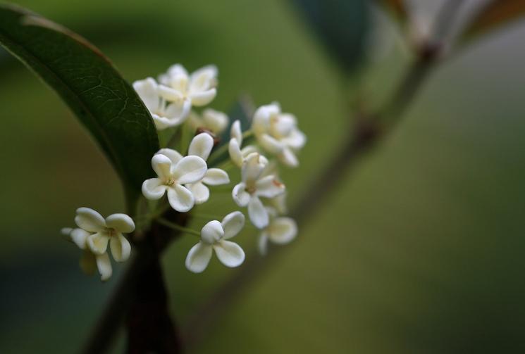 独占三秋压群芳,独占三秋压众芳何咏橘绿与橙黄