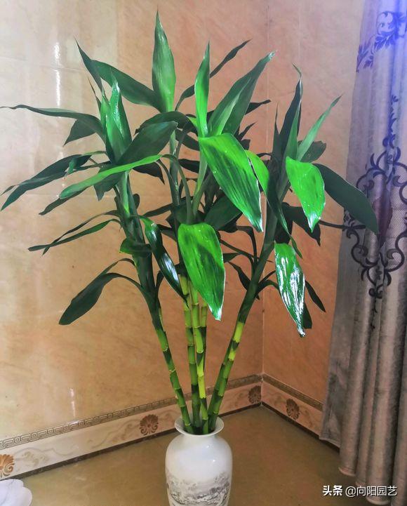 富贵竹叶子发黄，水体发臭，学学养护小技巧，冬天也能呼呼长