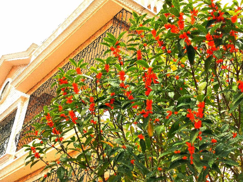 金秋十月金灿灿的桂花又香又美丽,又香又美的红桂花