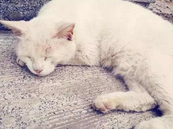 山师附中,山师附中历下区