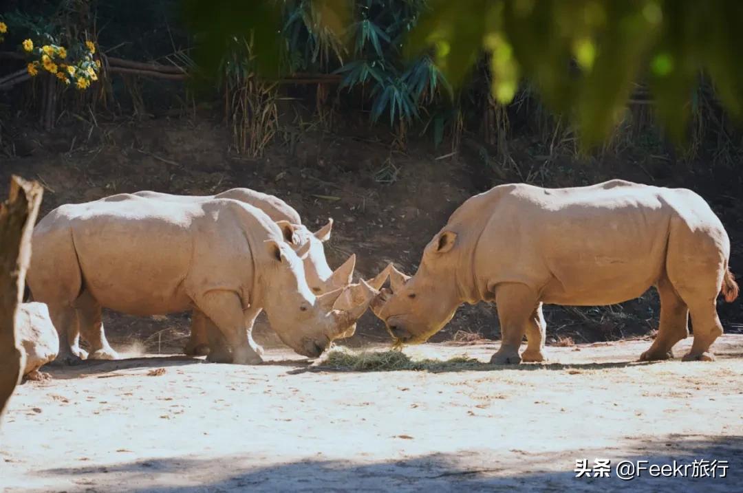 被刘昊然种草的云南小城，全网0攻略，我们花不到2k就逛吃6天