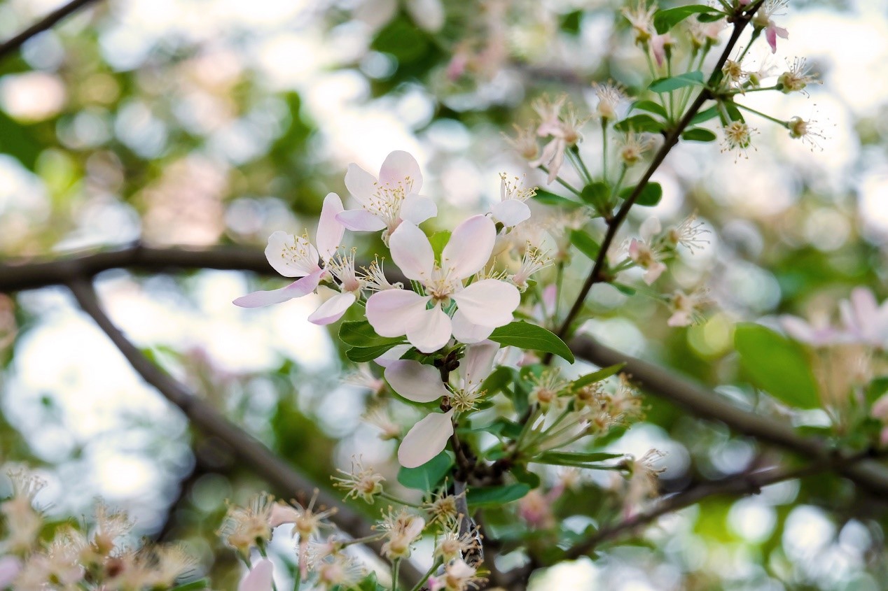 巴中市第四中学西华山春游,春游高一
