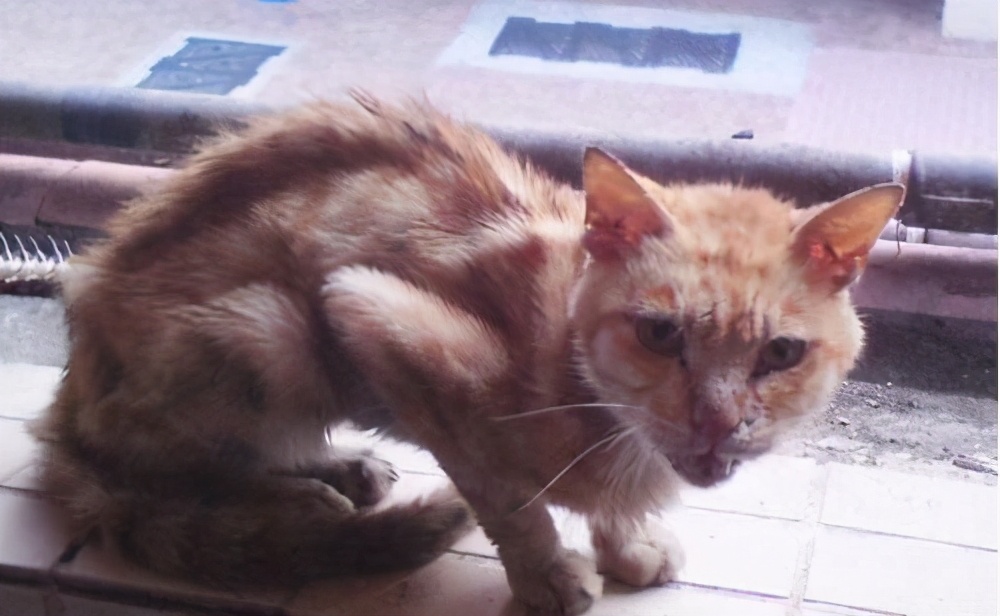 中华田园猫弃养率最高,田园猫被弃养以后会怎么样