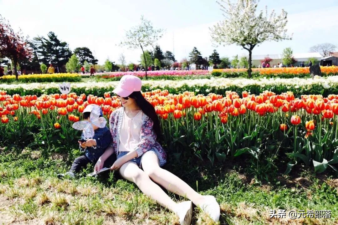 荷兰小镇郁金香盛开,荷兰小镇郁金香花海