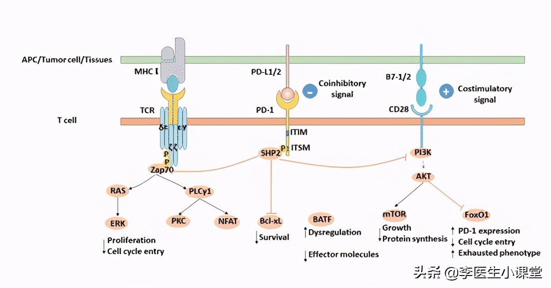 什么是免疫治癌,什么是癌症免疫治疗和生物治疗
