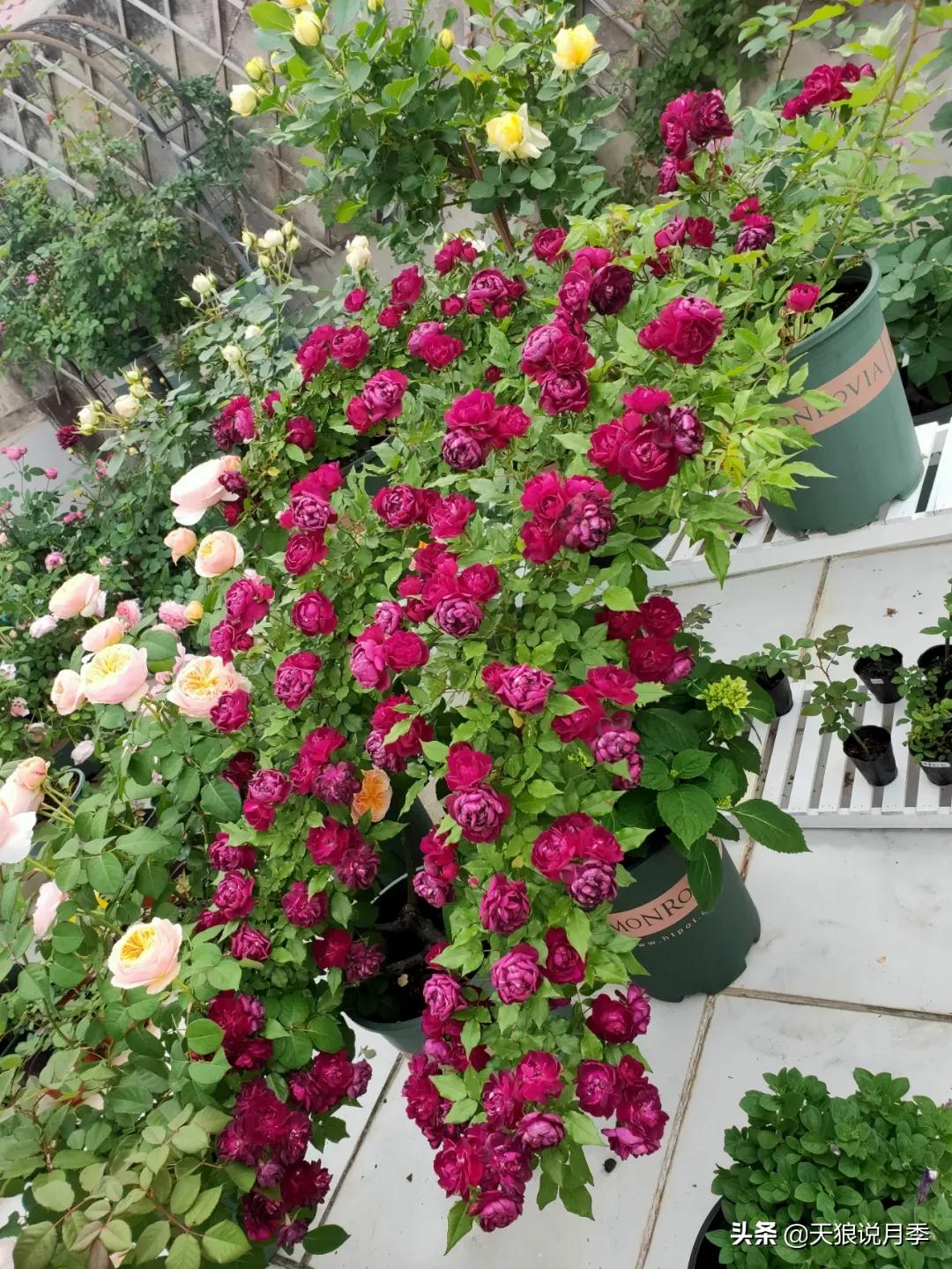 月季春季第一波花要不要剪,月季春季第一波花开后嫁接