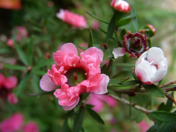 梅花有精油吗,梅花的神奇功效