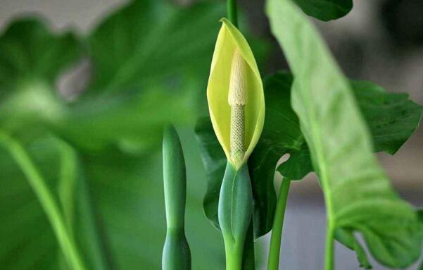 滴水观音叶斑病怎么处理,滴水观音有红蜘蛛病怎么办