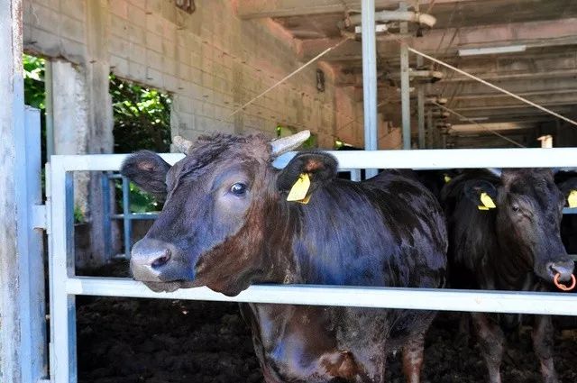 日本的牛肉为什么叫和牛,正宗日本和牛是什么样子的