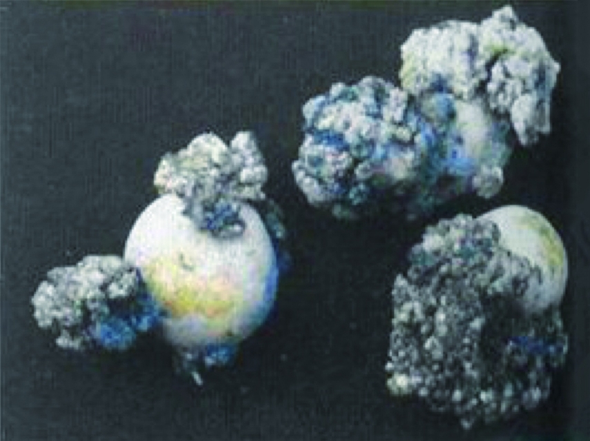 马铃薯种植面临的问题和风险,马铃薯低温种植危害