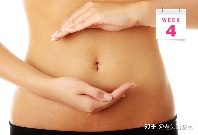 1-40周胎儿发育视频3d,胎儿1-40周发育全过程图解