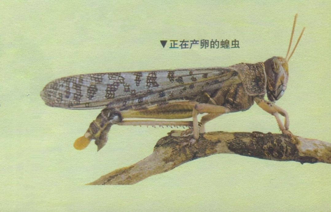 昆虫样子特点,昆虫视觉是什么样的