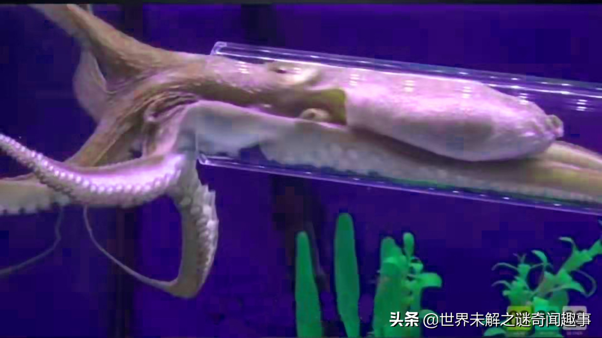 动物智商未来能超越人类吗,如果动物智商超过了人类会怎么样