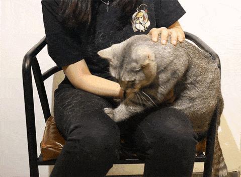 猫咪掉毛很严重补充什么维生素,猫咪脚上突然斑秃掉毛是怎么回事