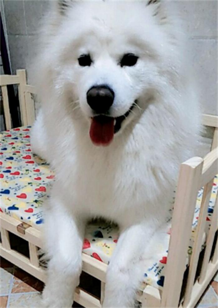 一岁的萨摩耶老是拆家怎么办,6个月的萨摩耶还能接受主人吗