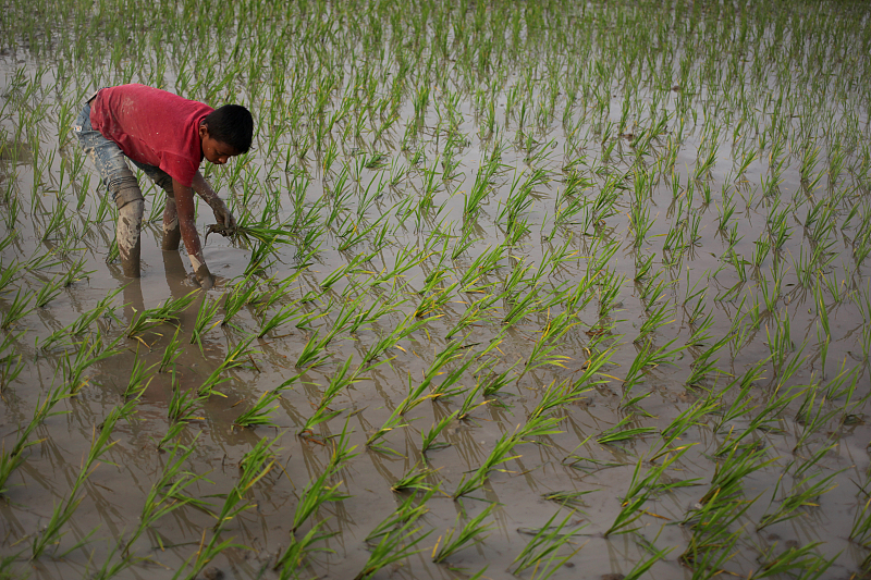 镉超标的大米属于什么污染,镉超标大米认定有毒有害
