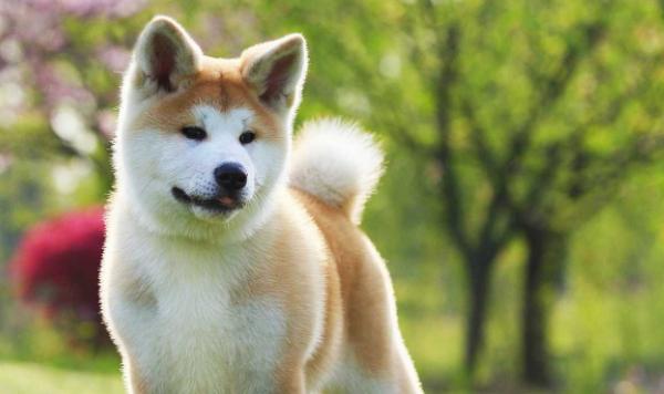 这五种狗狗价格感人，5千万一只要不要？