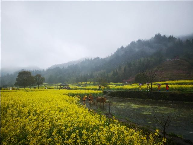 去安徽黄山玩攻略,安徽黄山三日游最佳攻略