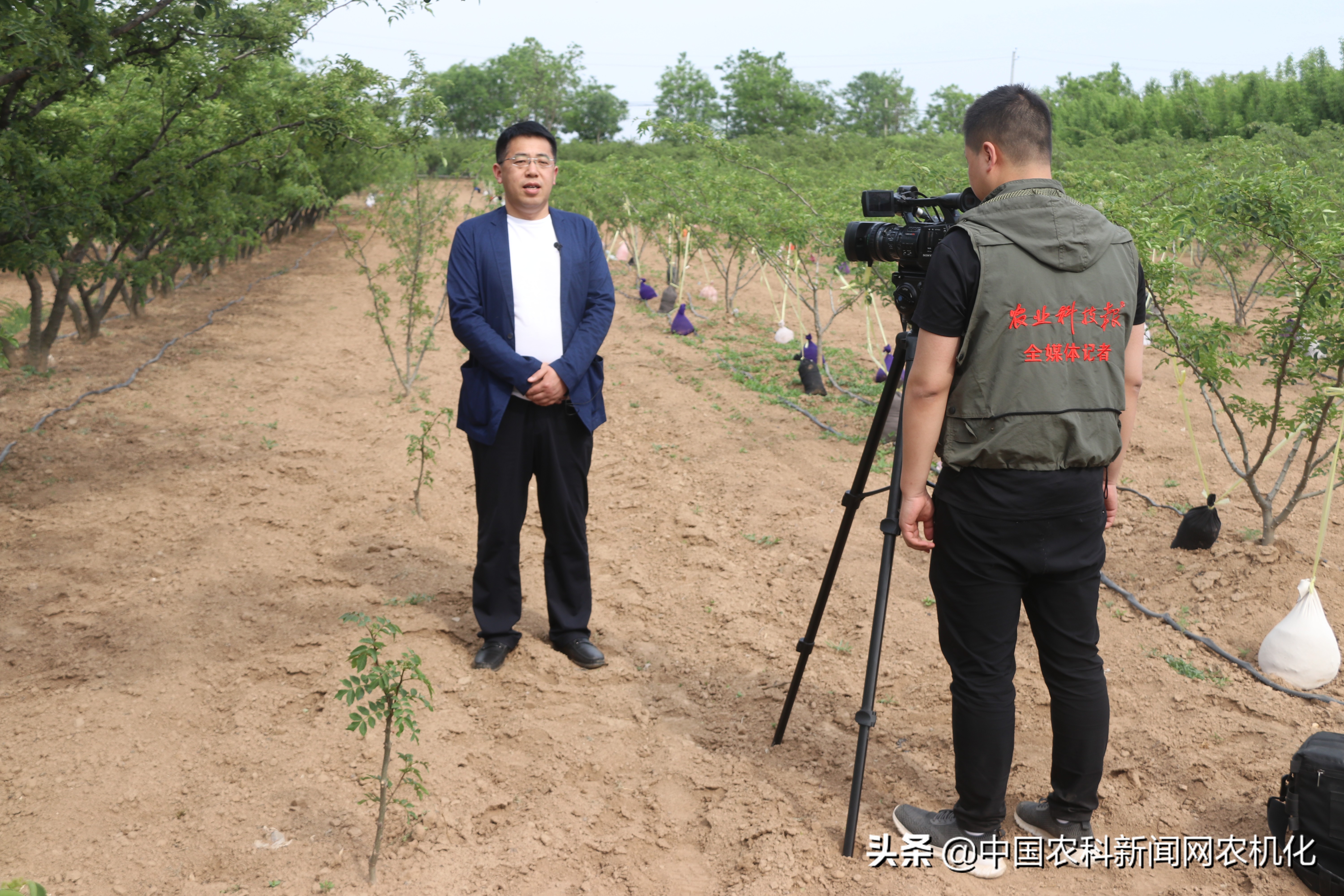 西农大帮扶合阳百良镇发展花椒产业，贫困户走上致富路
