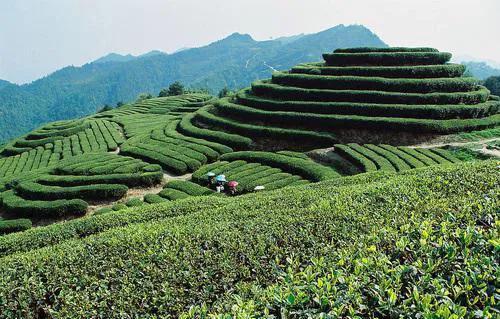 福建十大名茶品牌,福建十大名茶排行榜