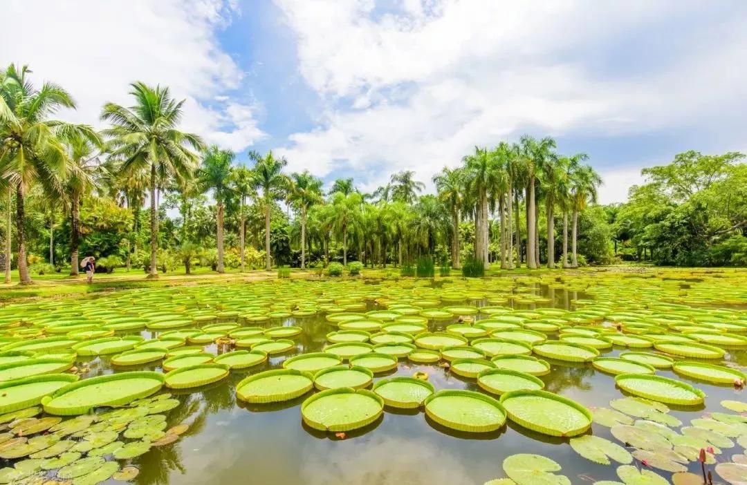 西双版纳风景之旅自由行旅游攻略,邂逅雨林西双版纳秘境之旅