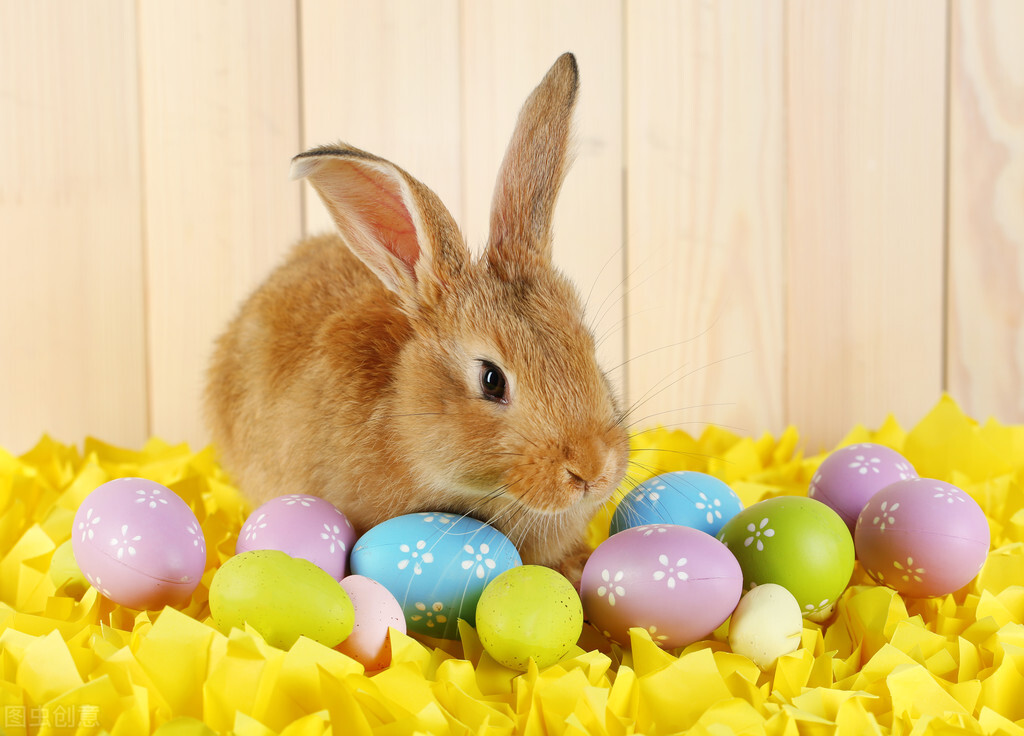 刚生的幼兔被母兔抓伤,兔宝宝被母兔抓伤怎么办