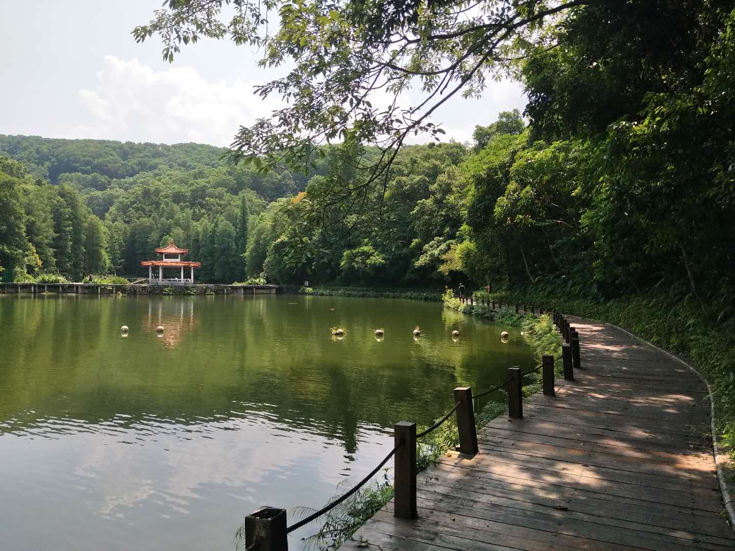 仙湖植物园游玩攻略在哪里看到,仙湖植物园游览