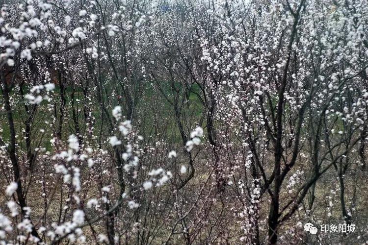 晋城哪里可以春游,晋城附近春游景点