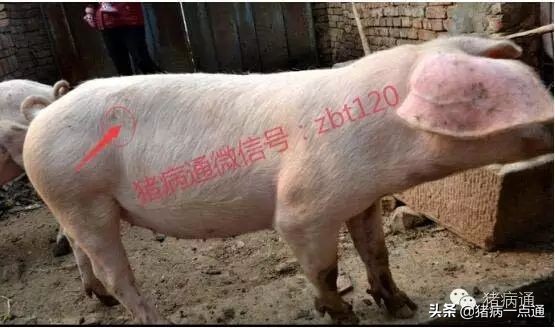 20斤猪拉稀脱水急救方法视频,小猪拉稀脱水严重怎么急救视频