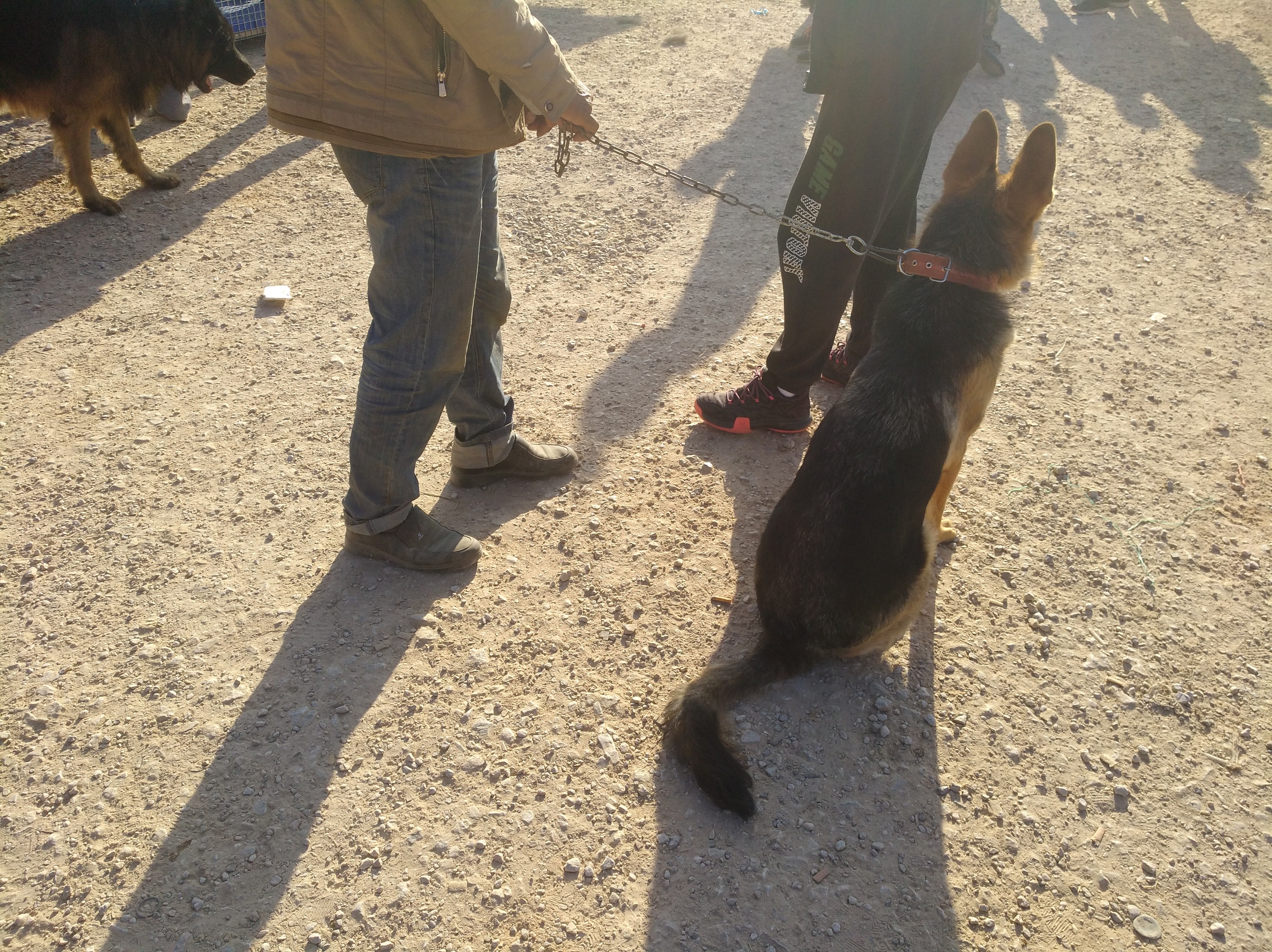 拆家狗狗被买走,德国牧羊犬拆家吗