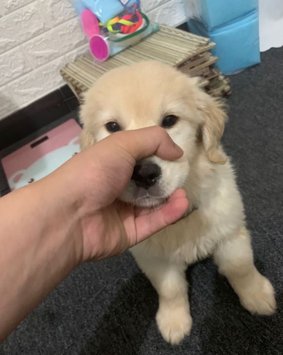 金毛很讨厌自己的主人，经常打扰它，狗：谁来救救我