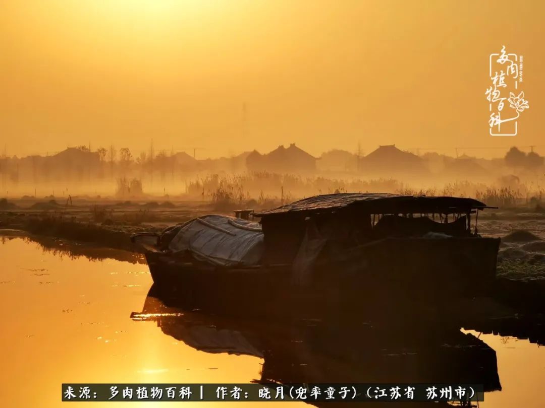 六年时间环游22个国家,却被多肉小萌物征服