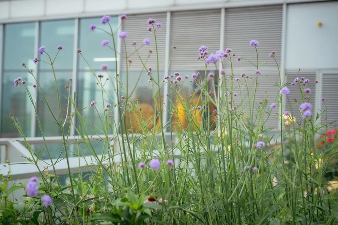 小神兽参加六一活动,小神兽六一