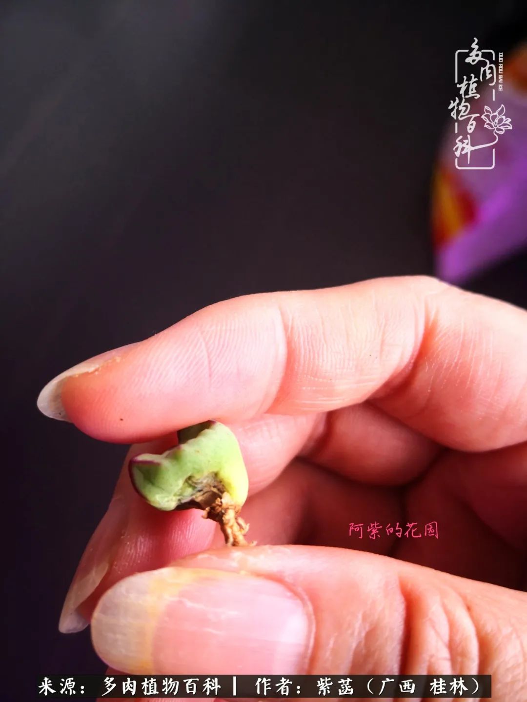 如何在夏天买的多肉度夏,多肉度夏好帮手