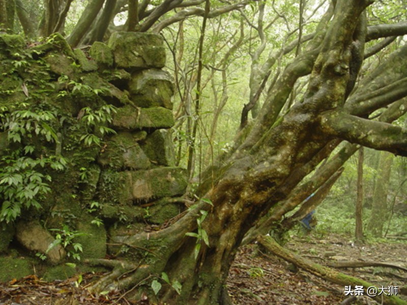 只因祭祀放鞭炮而招来日军，一夜之间，淳朴山村变为“鬼域”