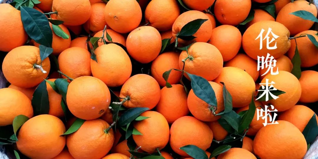 秭归夏橙和伦晚橙的区别,秭归伦晚帝王橙