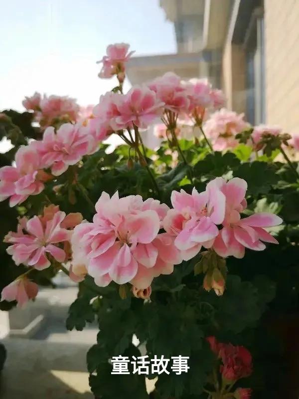 垂吊天竺葵哪些品种容易爆花,天竺葵羊宝和糖果双色哪个更爆花