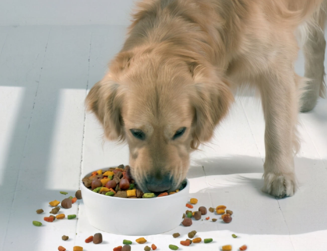 狗粮排名前十品牌哪种狗粮比较好,狗粮什么牌子好怎么挑选