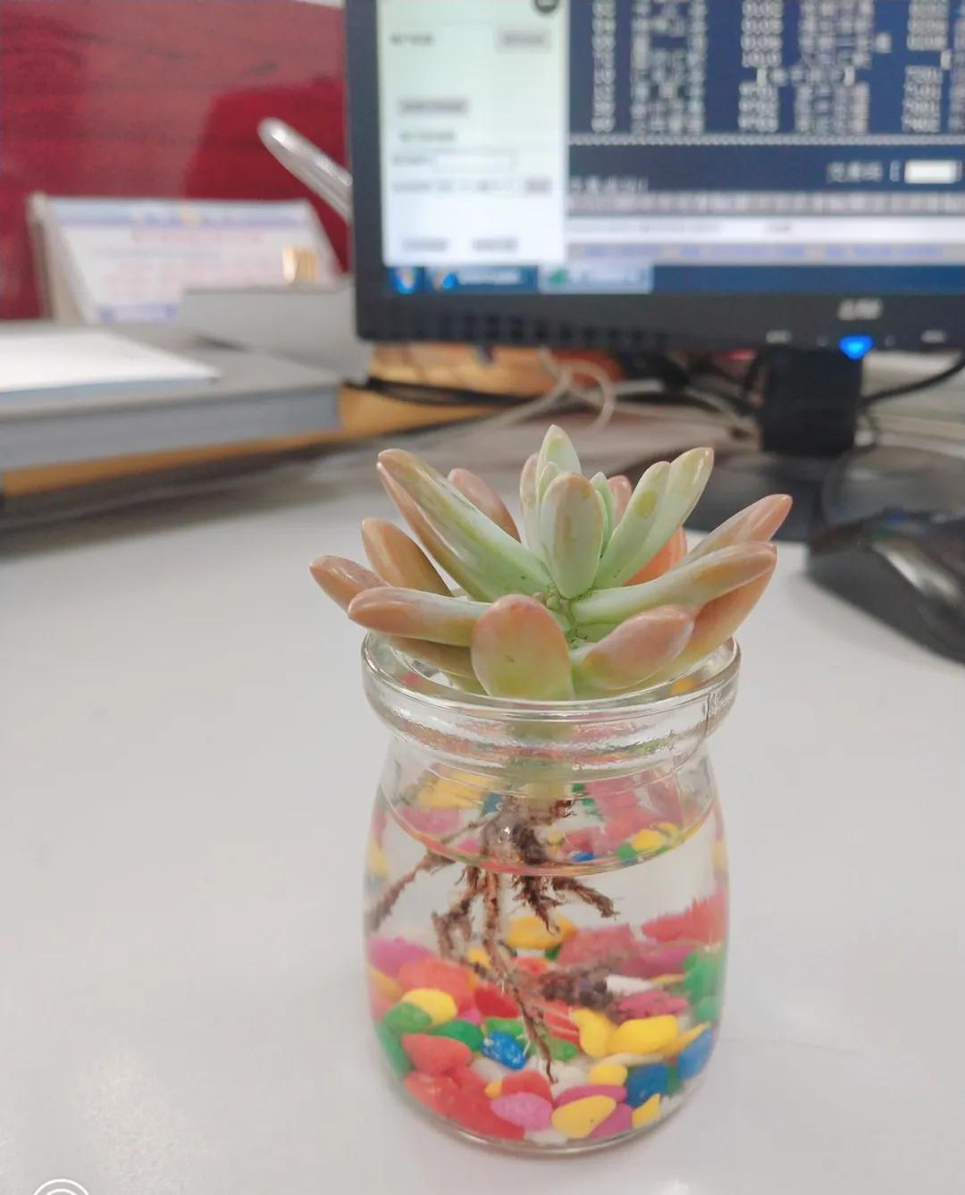 夏天养几盆水培花，清凉又干净，只用水就爆满根，叶子绿得直冒油