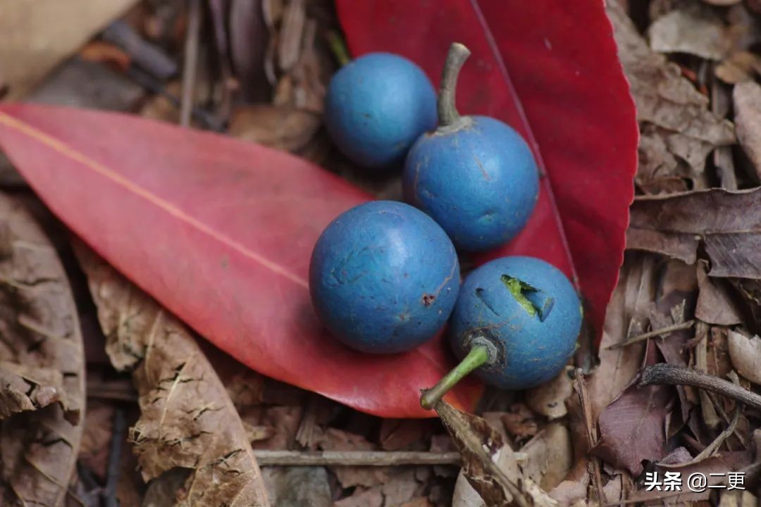 花50万吃遍世界水果，险些丧命，“水果猎人”是个什么职业？