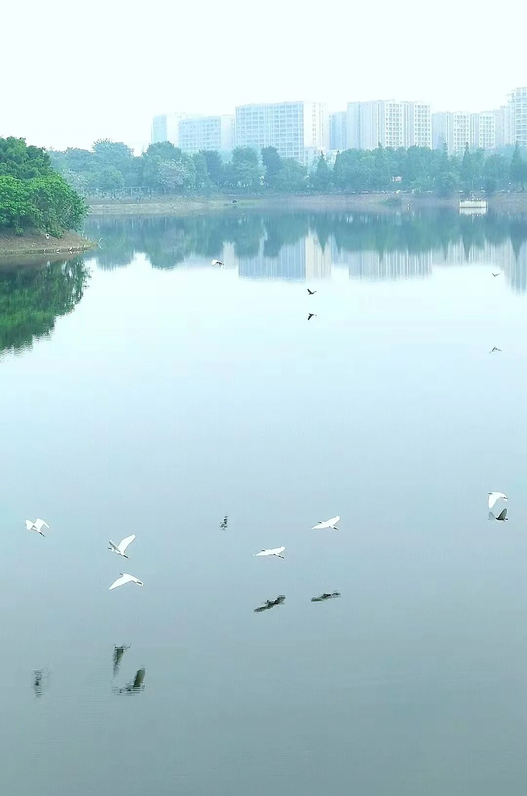 珍稀鸟类现身成都,在双流春游看花