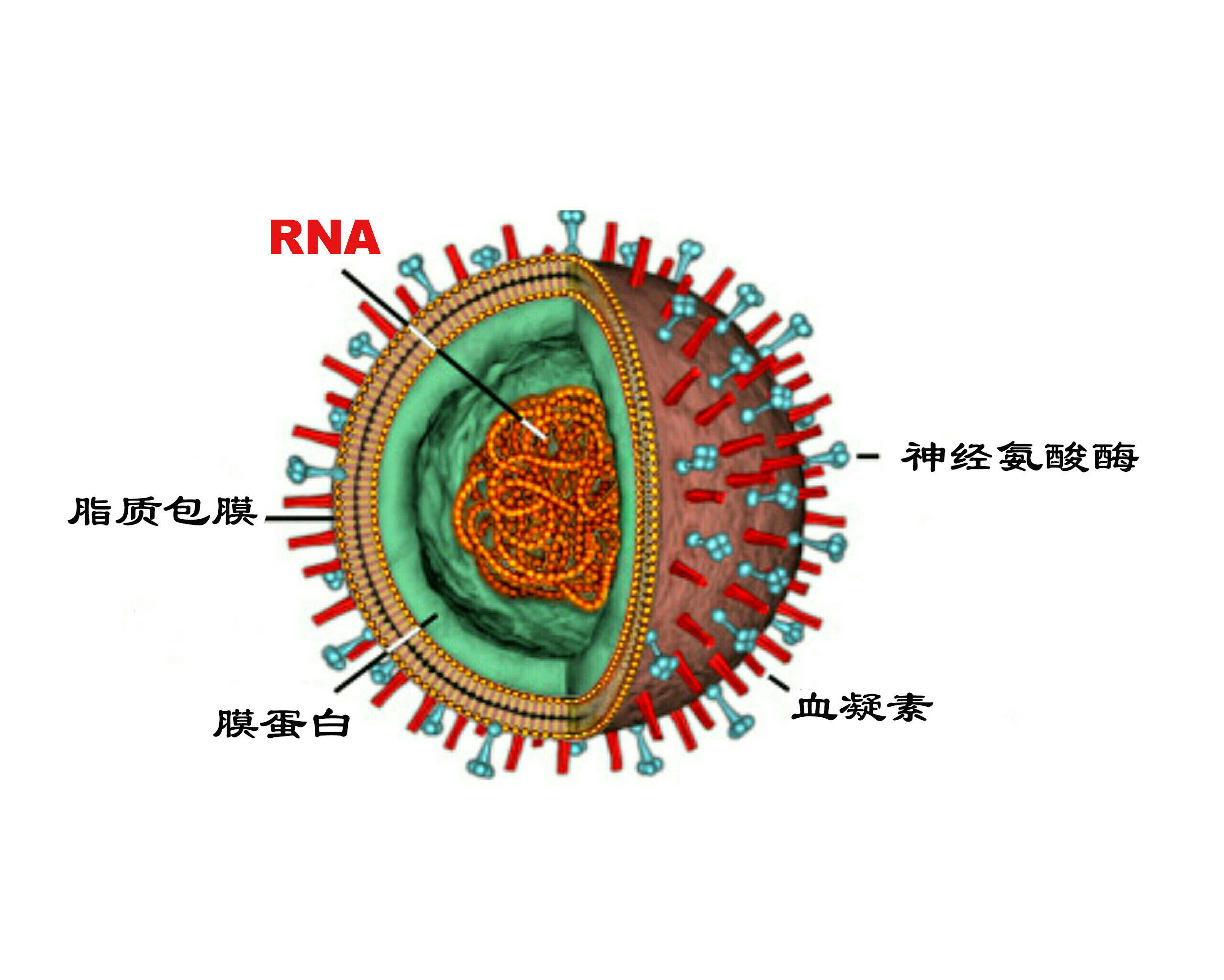 科普病毒如何入侵人体,病毒在体内的繁殖过程