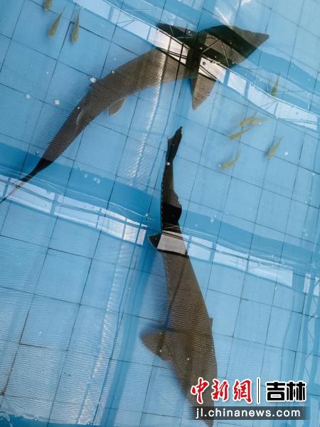 水中活化石鲟鳇鱼,淡水鱼活化石鲟鱼