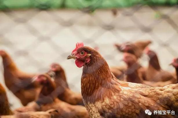 下蛋鸡啄毛啄肛怎么办,鸡啄肛最快的治疗方法